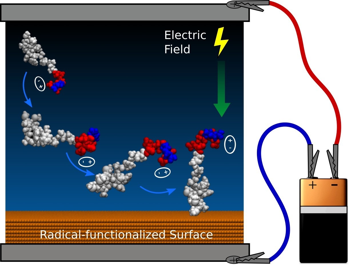 Control of peptide orientation by electric field