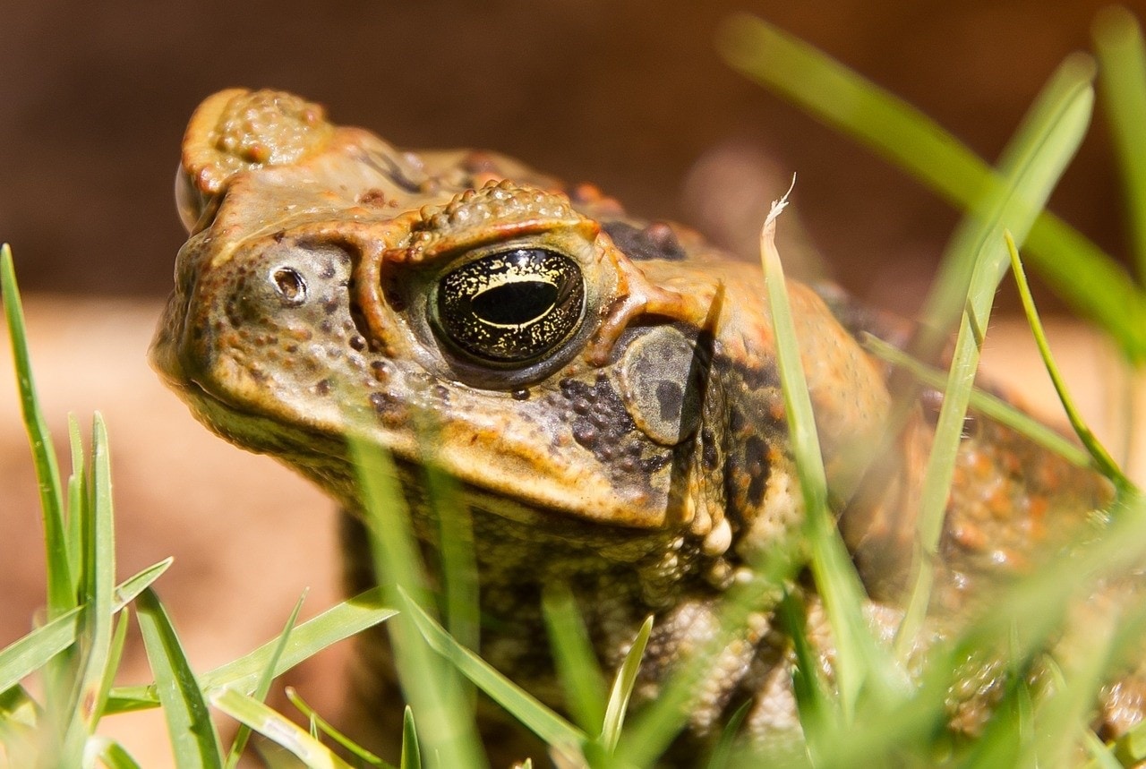 cane toad on grass