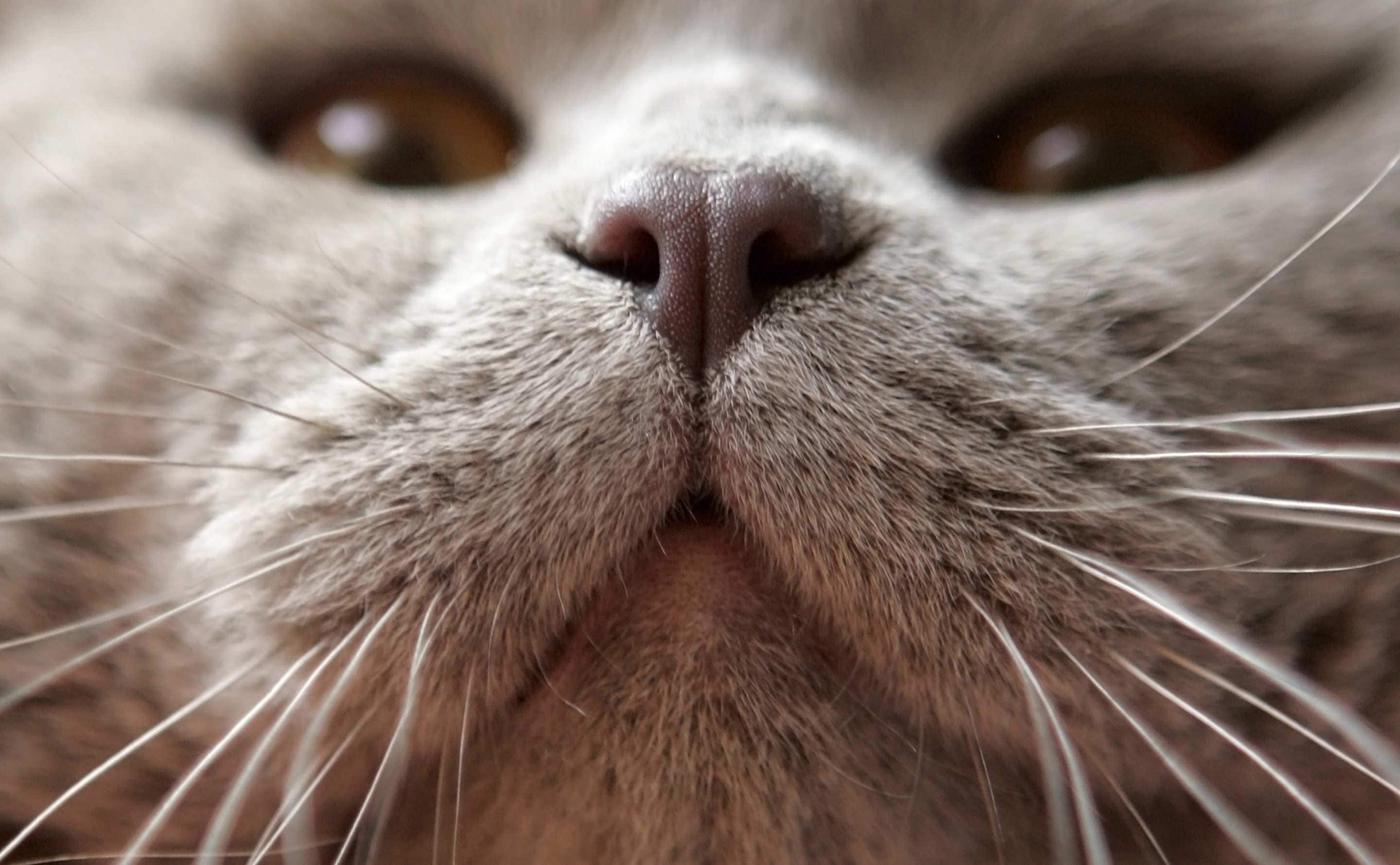 Close-up of a cat's face