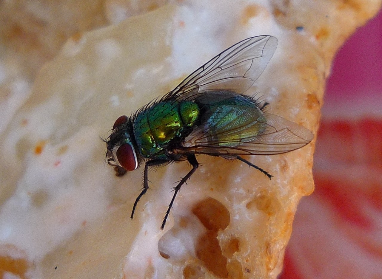 A fly eating bread