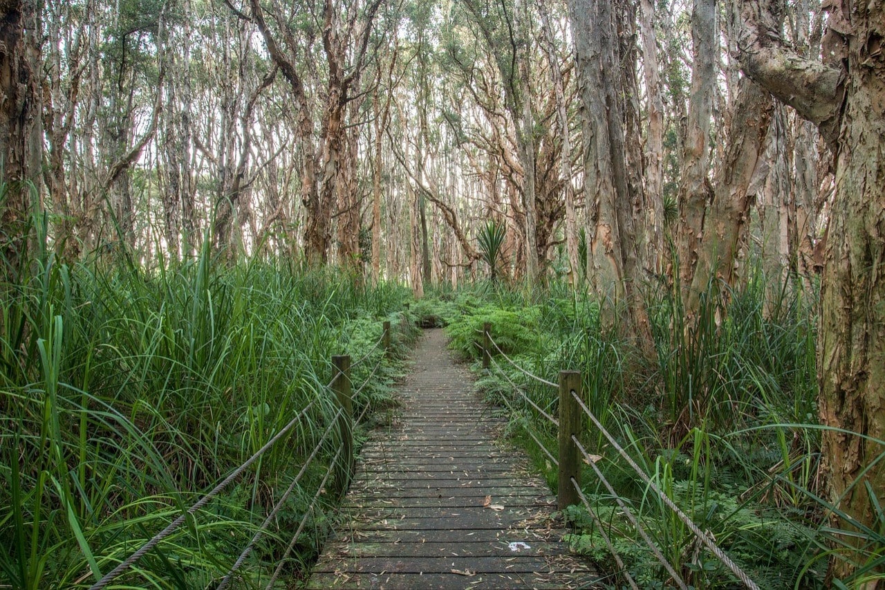 A wooden path cuts through a forest of melaleuca trees in Sydney's Centennial Park