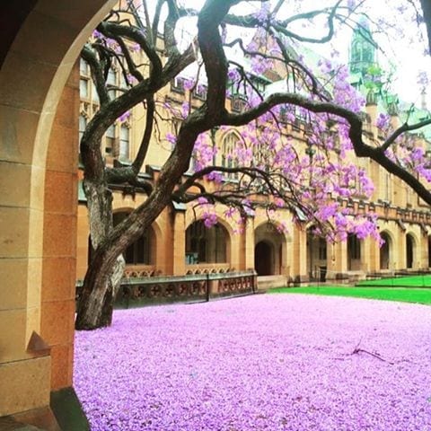 The jacaranda at the University of Sydney