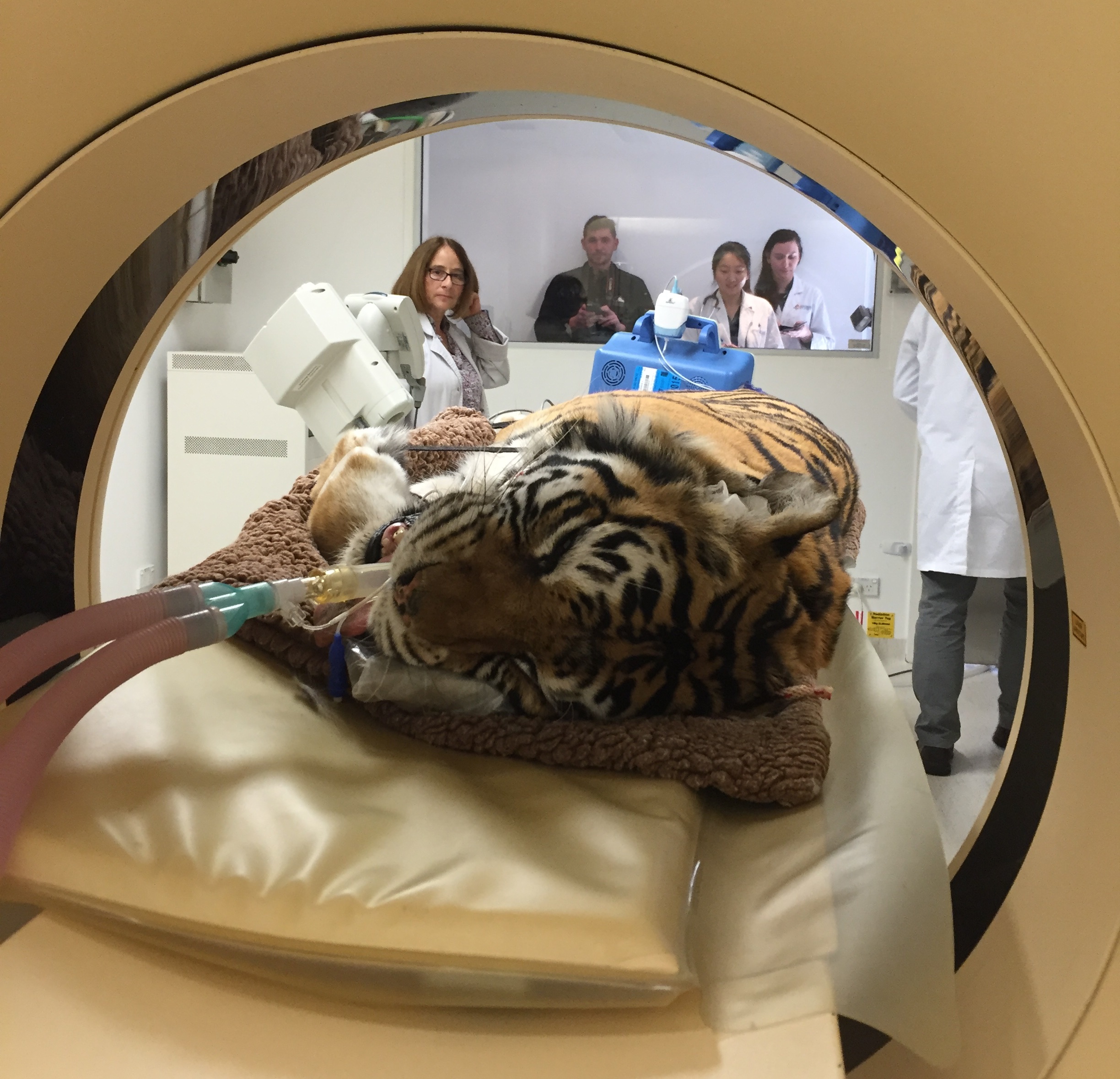 Indira having a CAT scan at the University of Sydney's University Veterinary Teaching Hospital.