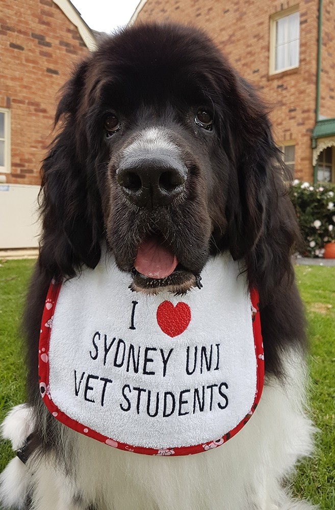 Ruggles at home with a bib that says "I love Sydney Uni vet students".