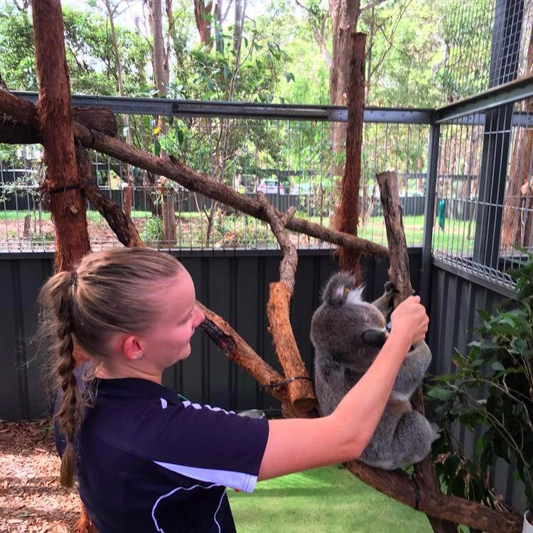 Sarah Houseman feeding a koala that is sitting in a tree in an outdoor enclosure at a koala hospital.