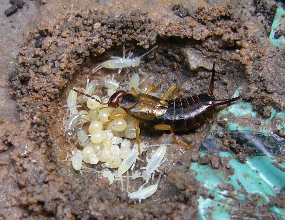 An earwig with her eggs and nymphs in a nest