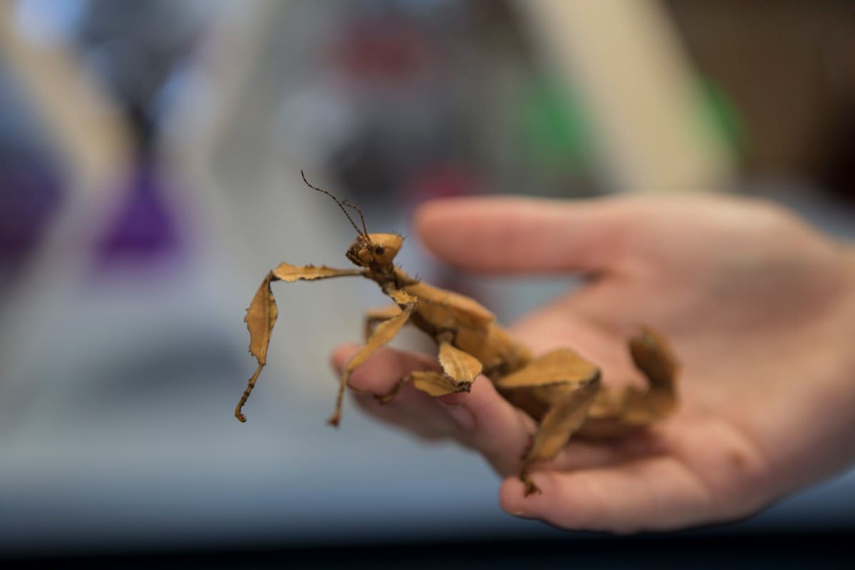 A female spiny leaf insect on Eliza's hand