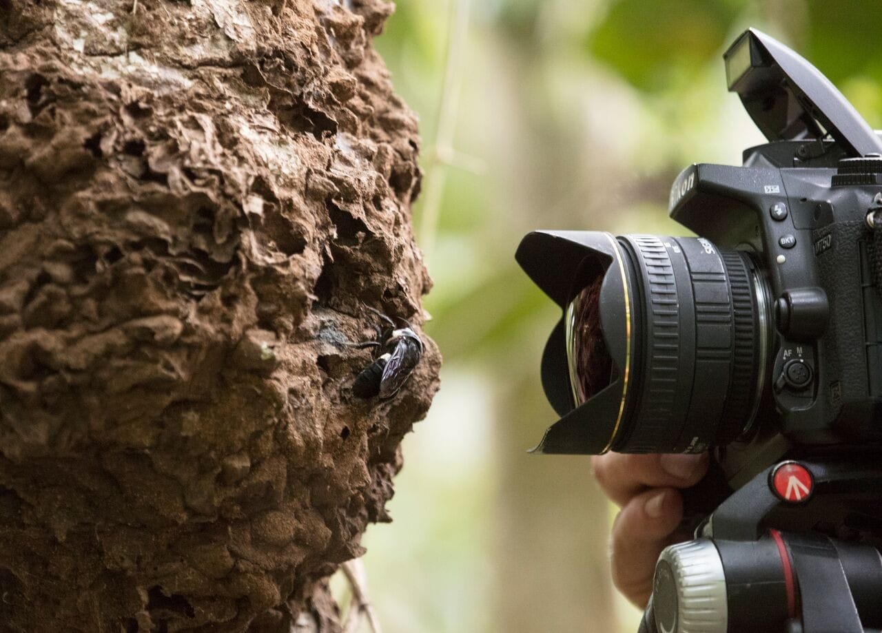 Natural history photographer Clay Bolt makes the first ever photos of a living Wallace’s giant bee at its nest, which is found in active termite mounds in the North Moluccas, Indonesia. © Simon Robson