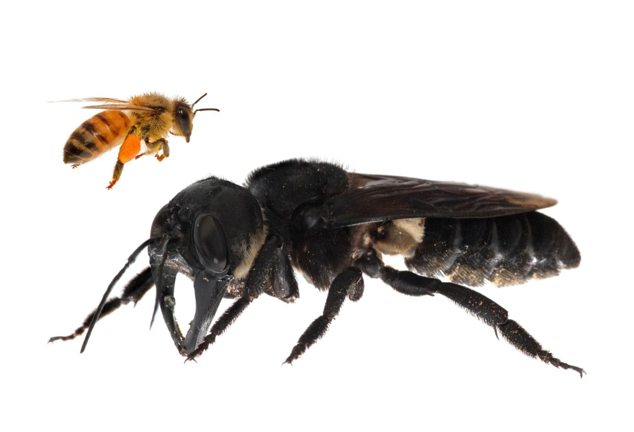 Image (composite): Wallace’s giant bee dwarfs the common honey bee in size. © Clay Bolt | claybolt.com