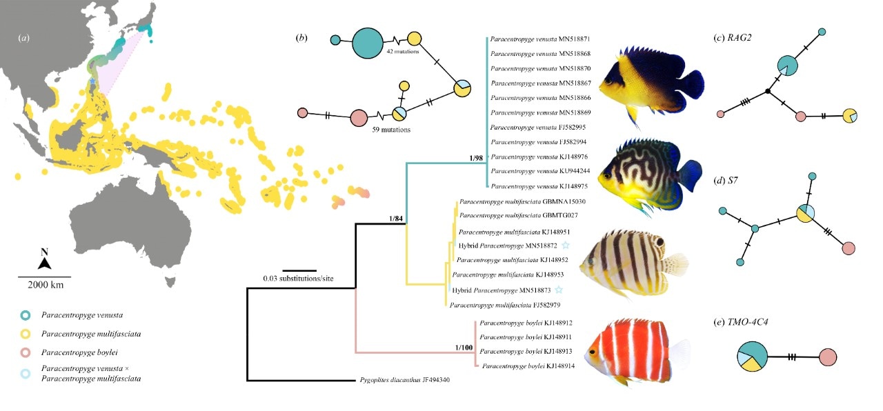 A chart of hybrid angelfishes