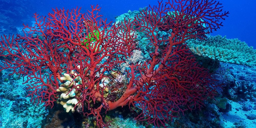 VÃ½sledek obrÃ¡zku pro coral reef