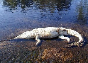 Evidence of the destructive effect of the cane toad invasion on one of northern Australia's top predators, the freshwater crocodile, was first found in 2008.