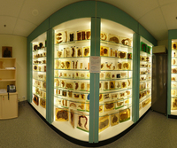 Pathology Museum