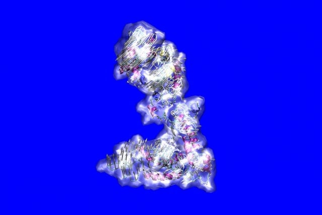 A tropoelastin molecule