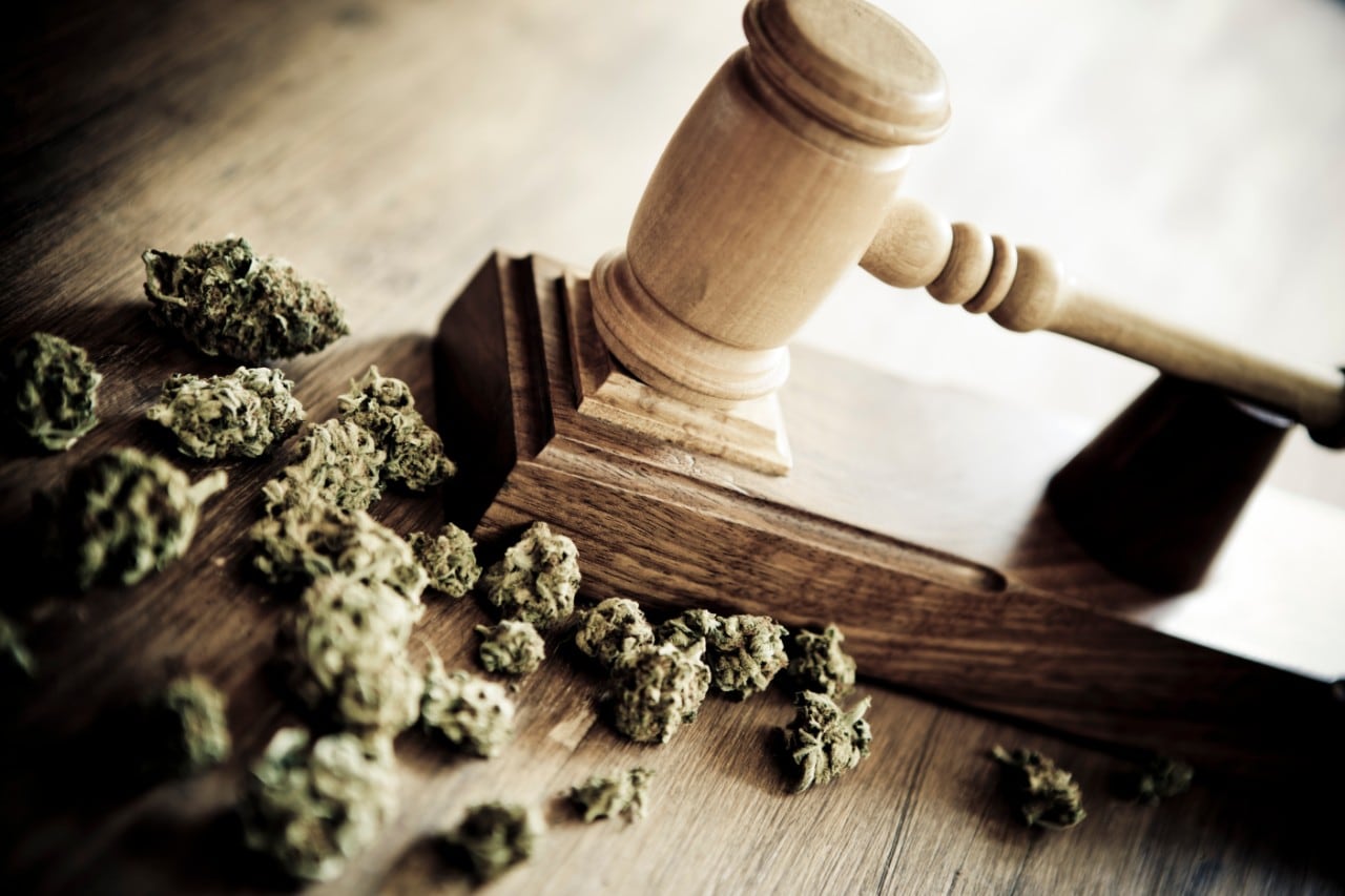 Photo of cannabis plant buds with a judge's gavel on a table 