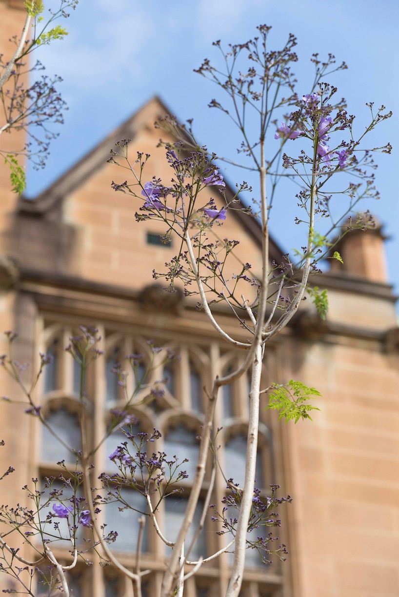 Jacaranda blooming with sandstone in the background