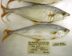 Two preserved fish on a white background