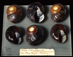 Preserved mollusca