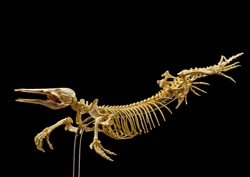 Platypus skeleton on display