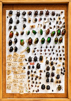Scarab beetles pinned and lined up in a display cabinet