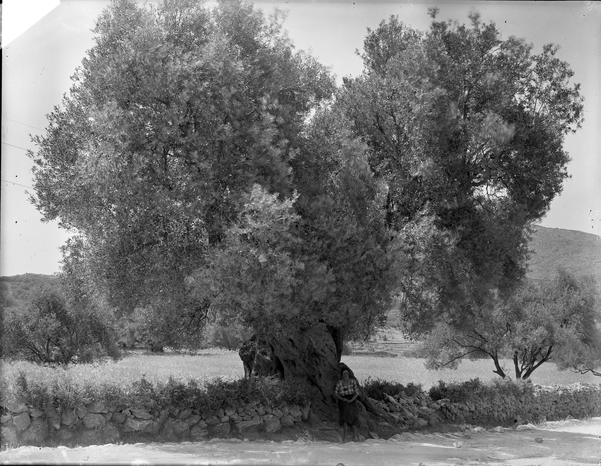 Black and white image of a large and very old olive tree in the Greek countryside.