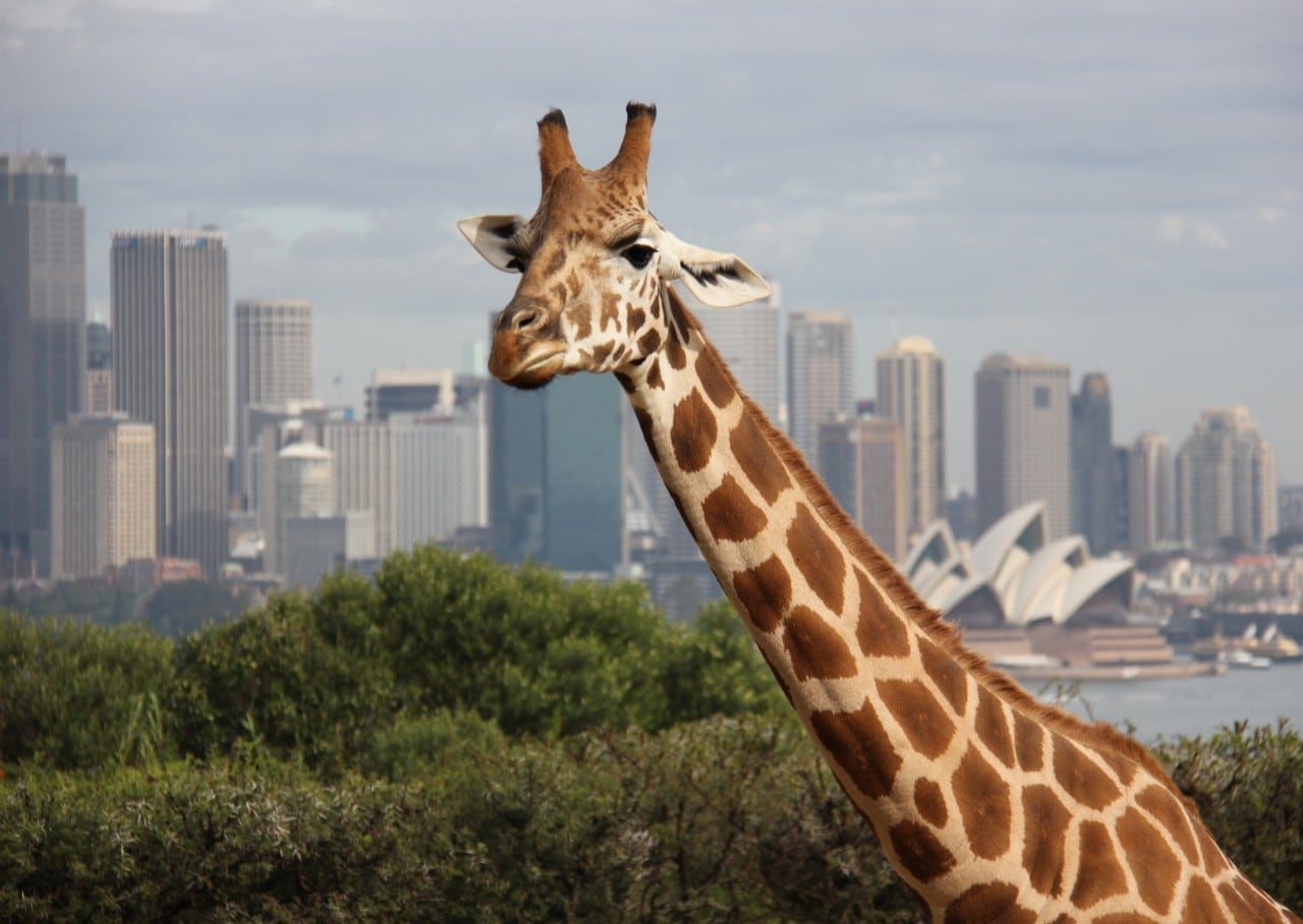 Giraffes at Taronga Zoo Sydney
