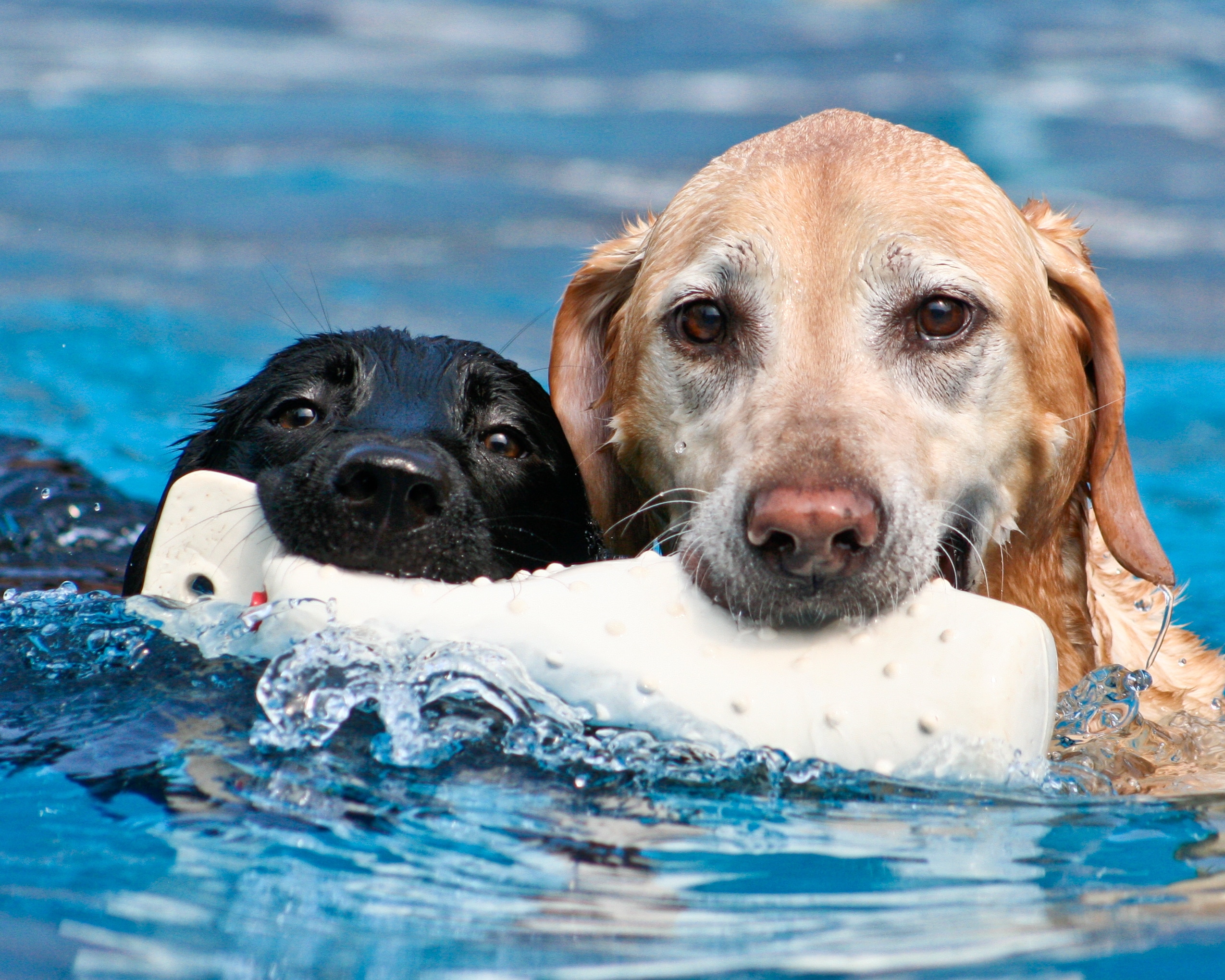 Dog swim. Бассейн для собак. Собачка в бассейне. Собака плещется. Собаки и вода видео.