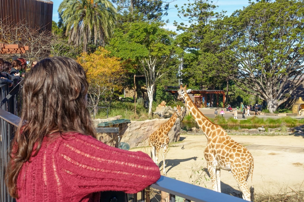 Olivia Coppin at the zoo, looking at giraffes