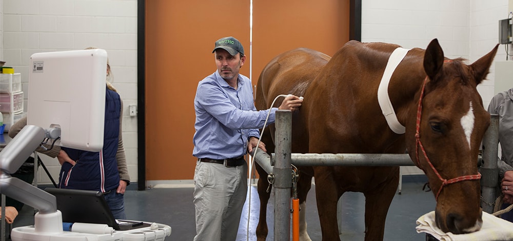 Diagnostic imaging on horse