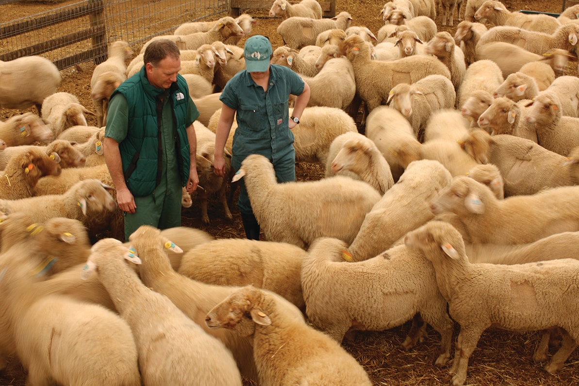 livestock veterinarians amongst sheep