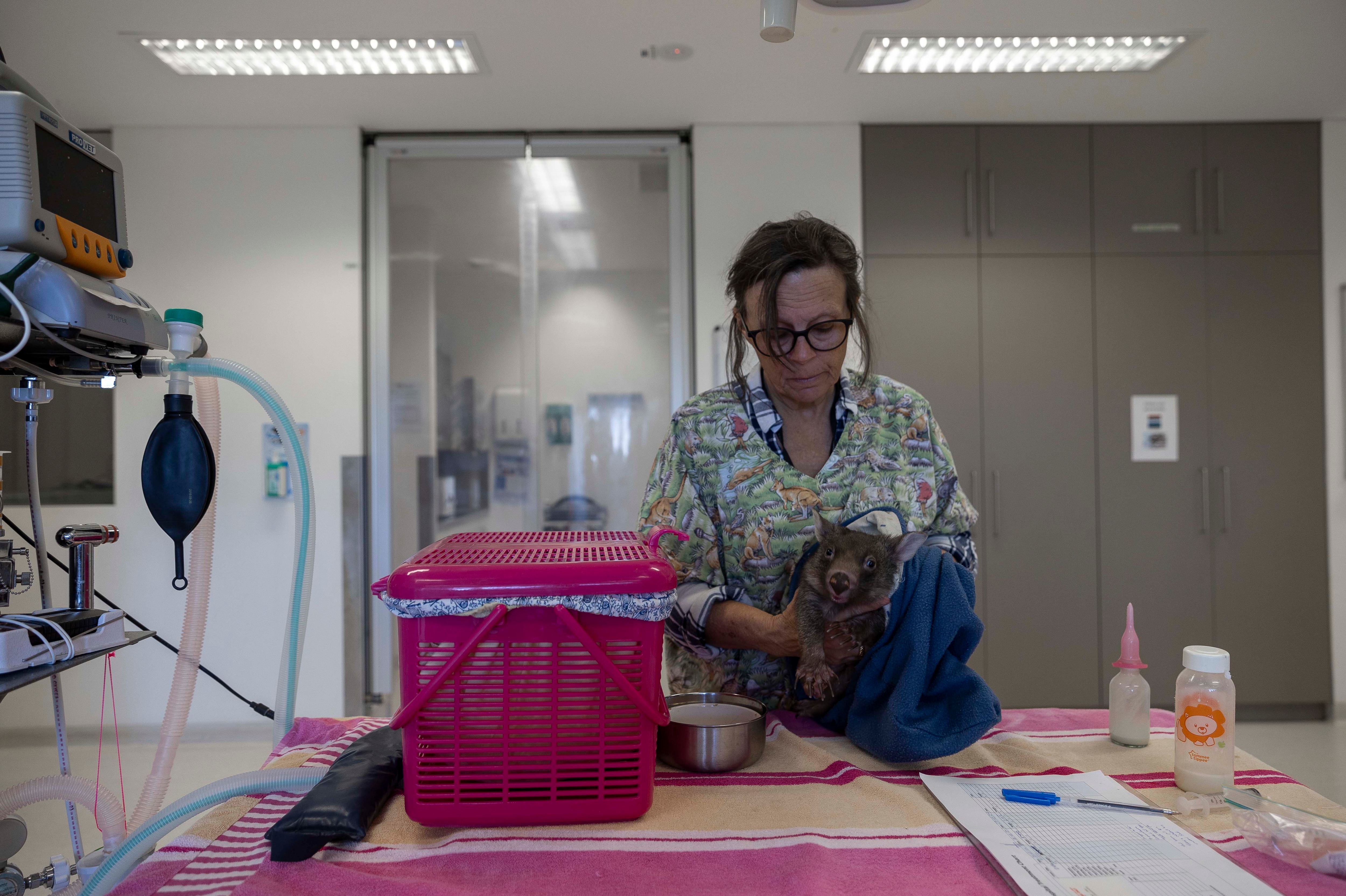 Hospital Director Annabelle Olsson feeding wombat joey