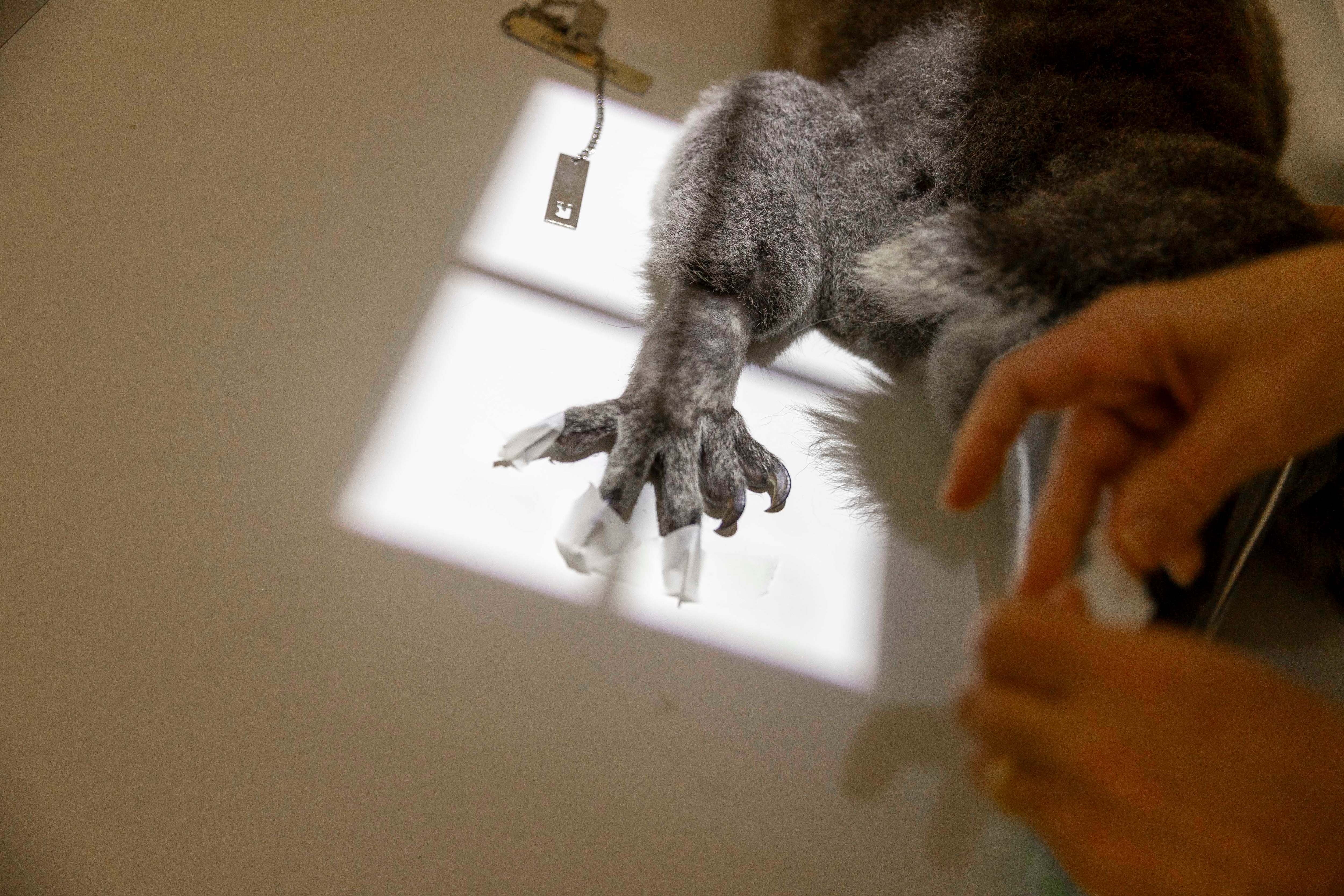 Koala patient undergoing x-ray