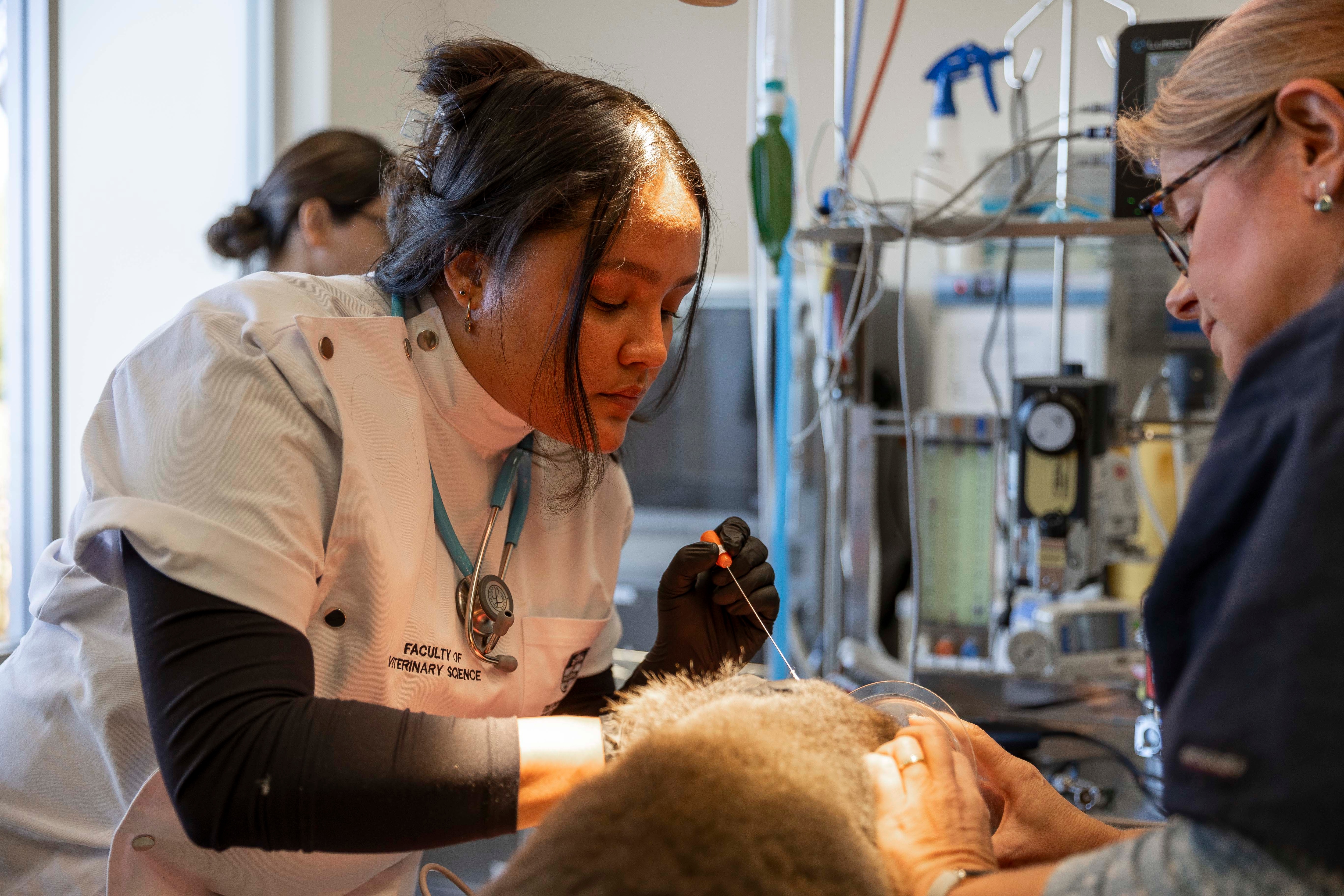 Dr Michelle Campbell with veterinary medicine student taking sample from koala