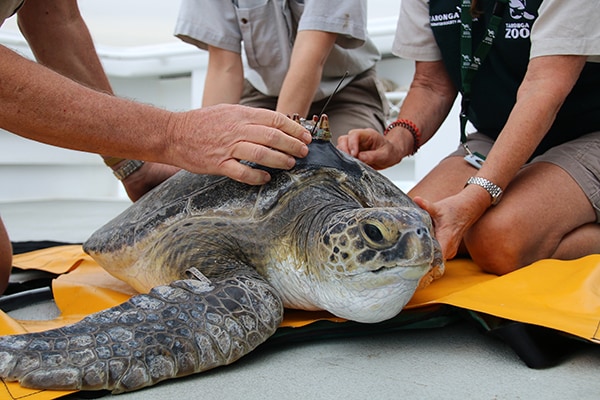 University of Sydney and Taronga win QS Reimagine Education Award - The ...