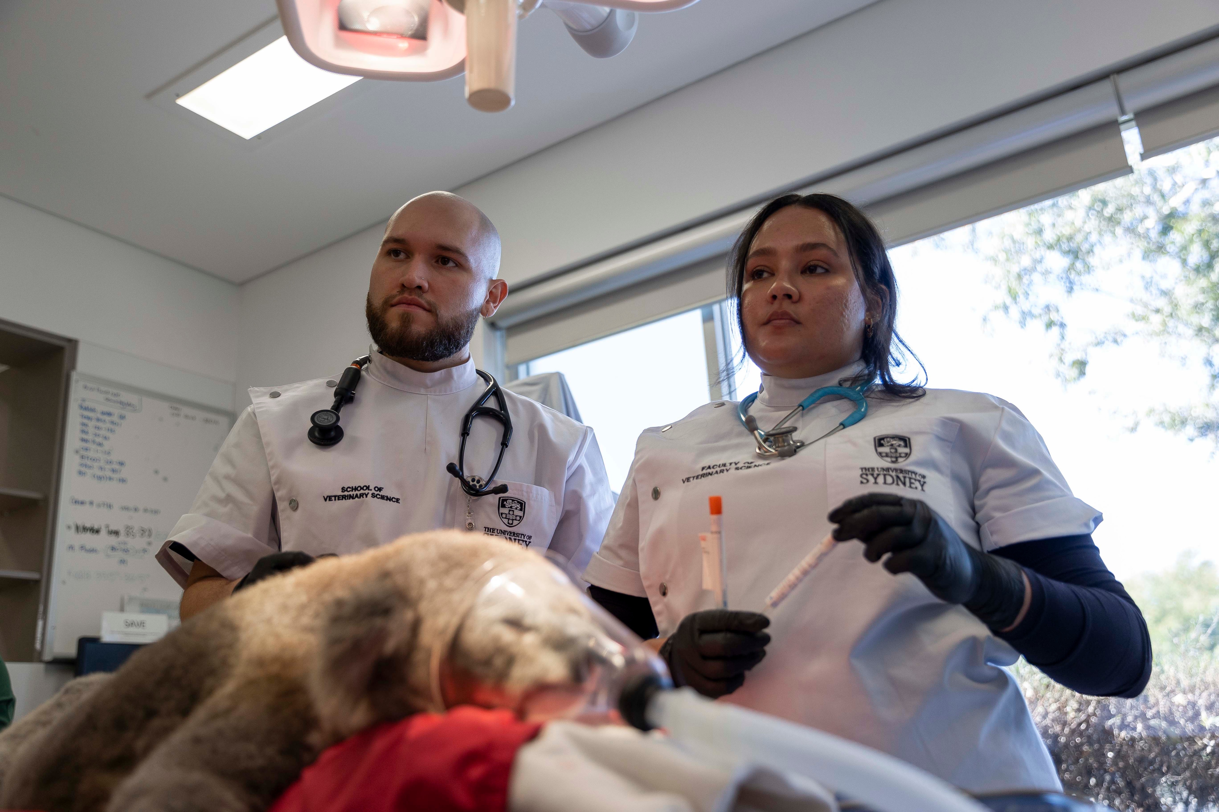 Vets treating koala