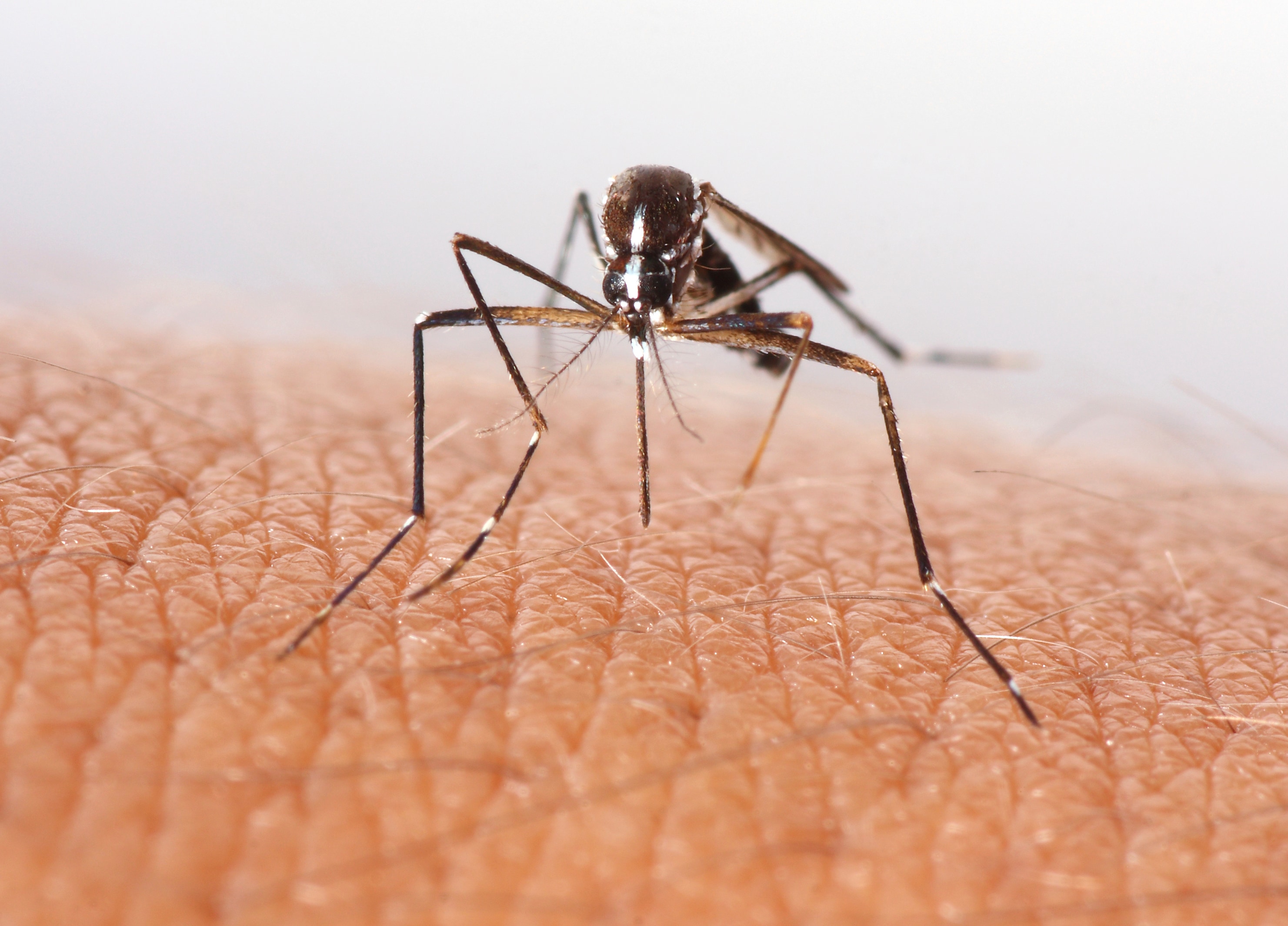 Exotic mosquitoes a clear and present danger for Australians - The
