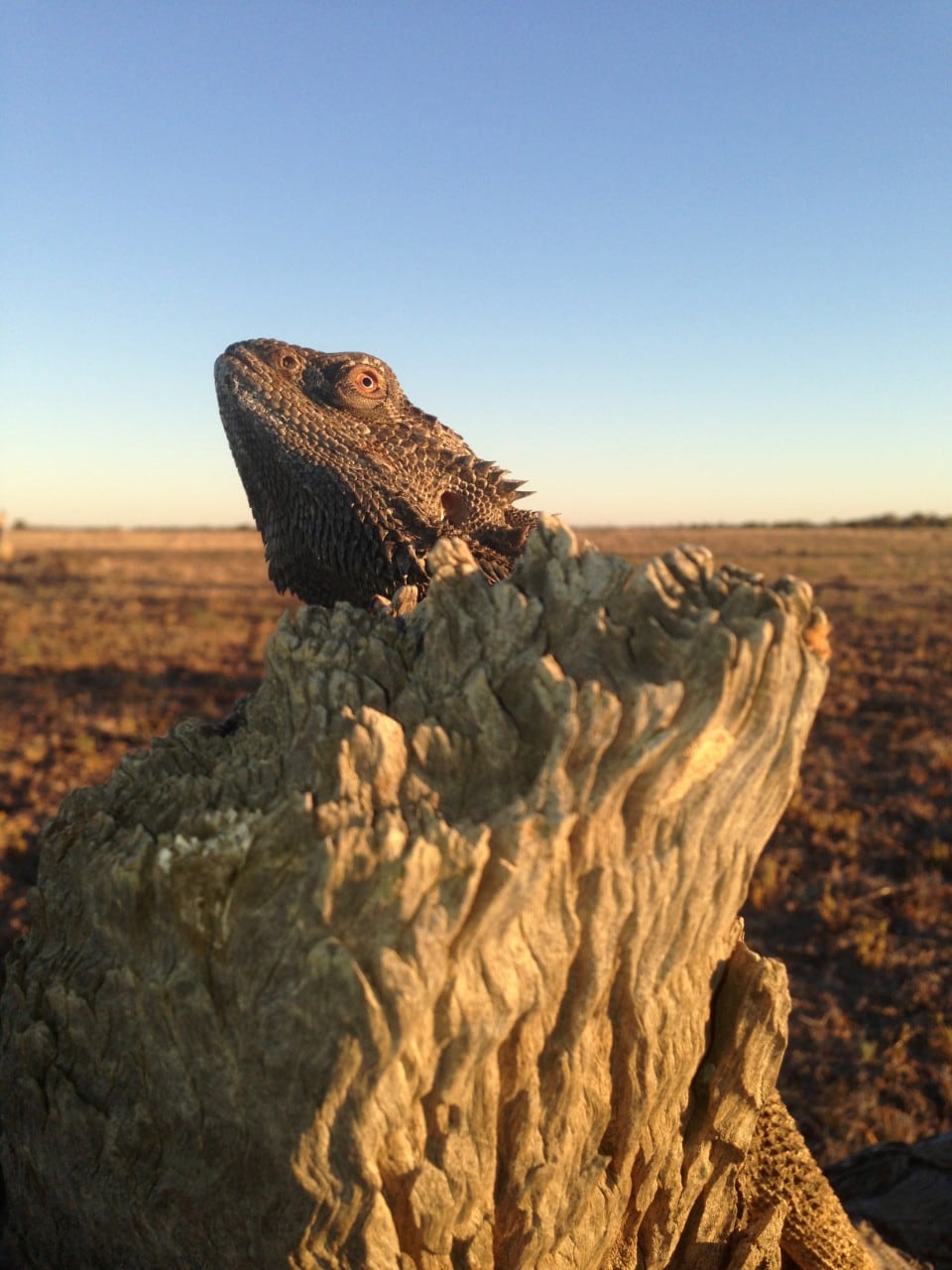 Lizard on stump tree