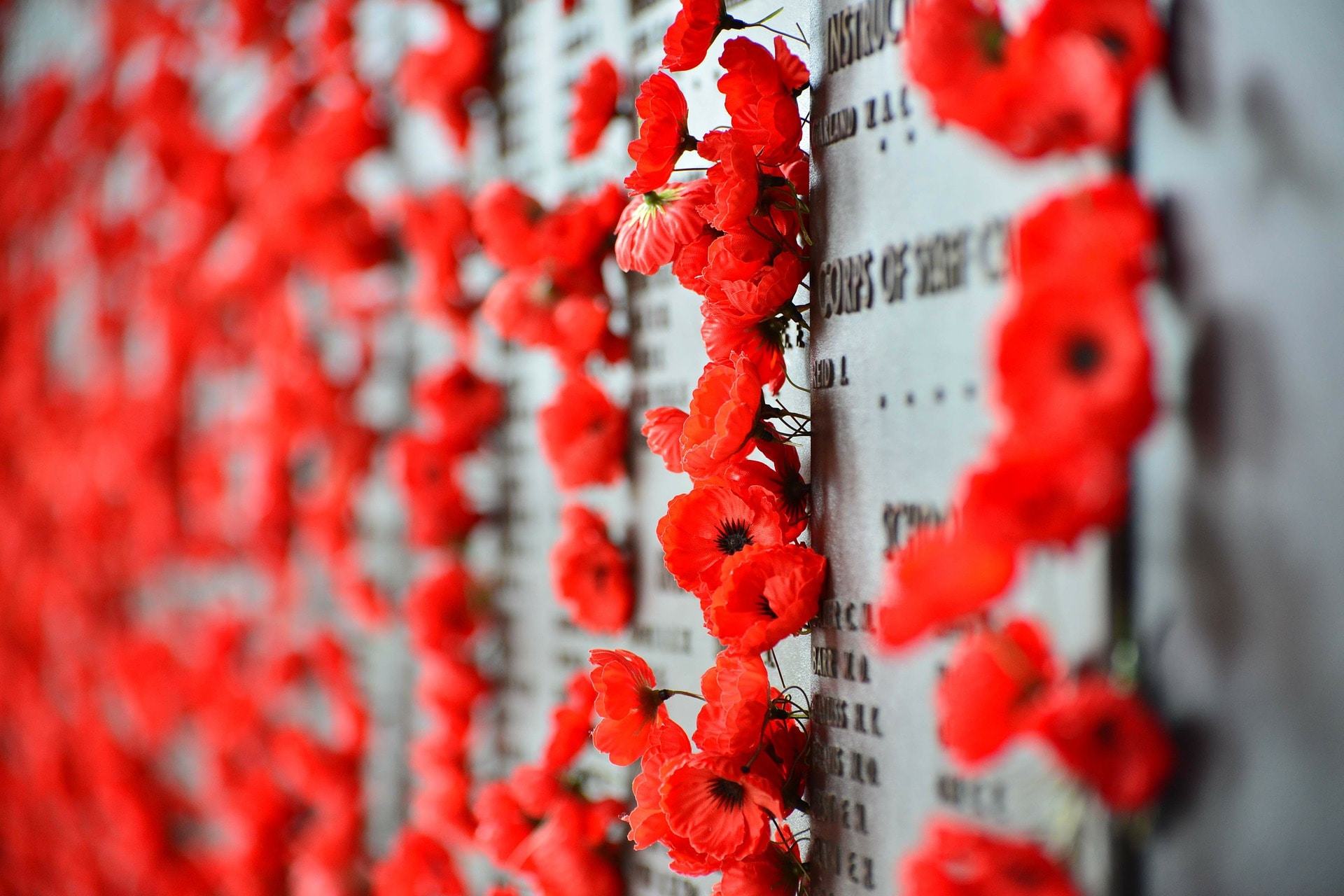 remembrance poppy images