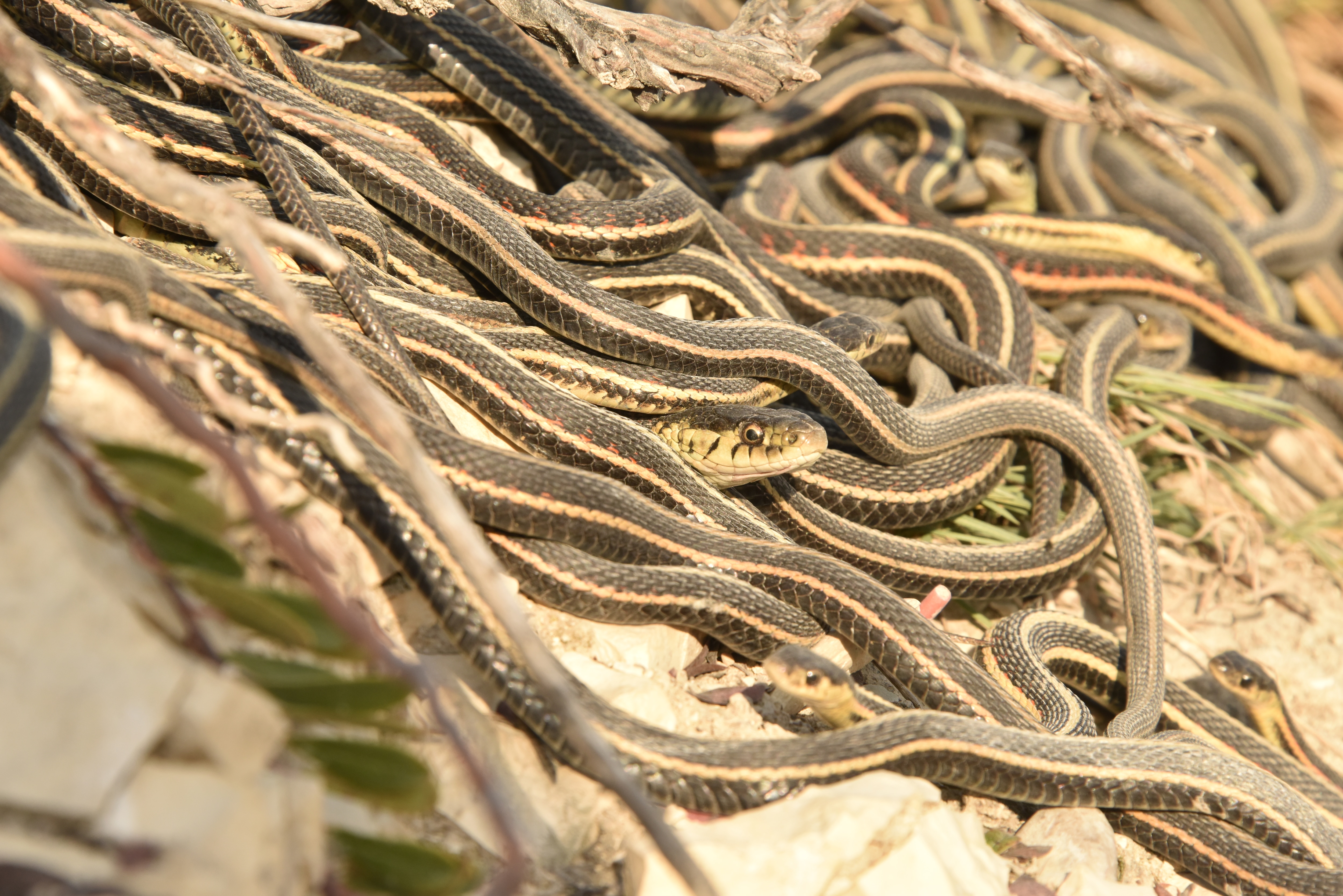 Sex obsession a killer for male snakes, research footage shows - The  University of Sydney