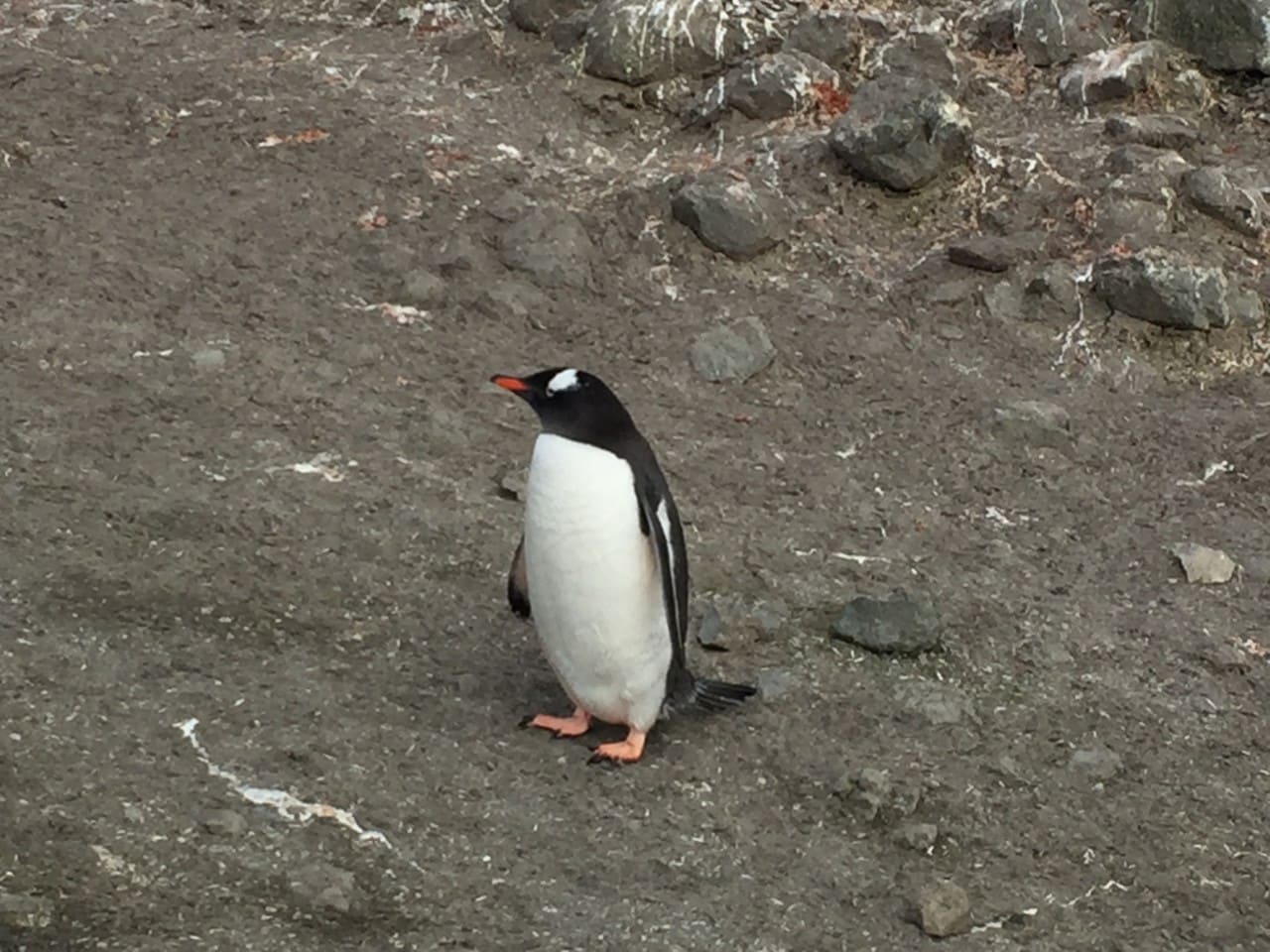 A Gentoo penguin posing at Barrentos Island.