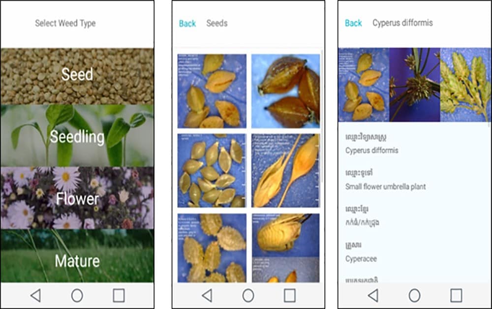 Examples of different pages of the WeedID App - the homepage, a seed photo gallery and species information page.