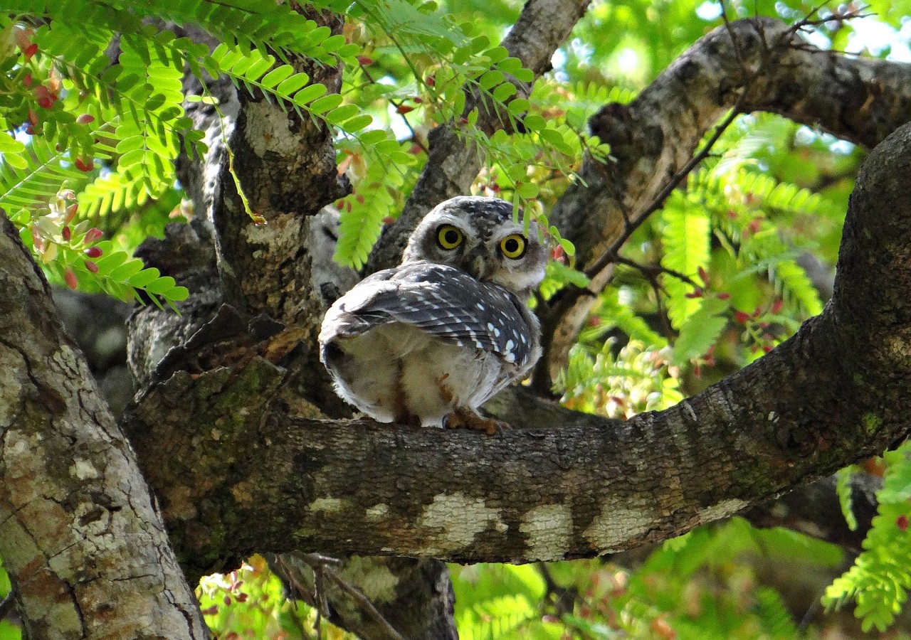 A spotted owl sits on a tree. 