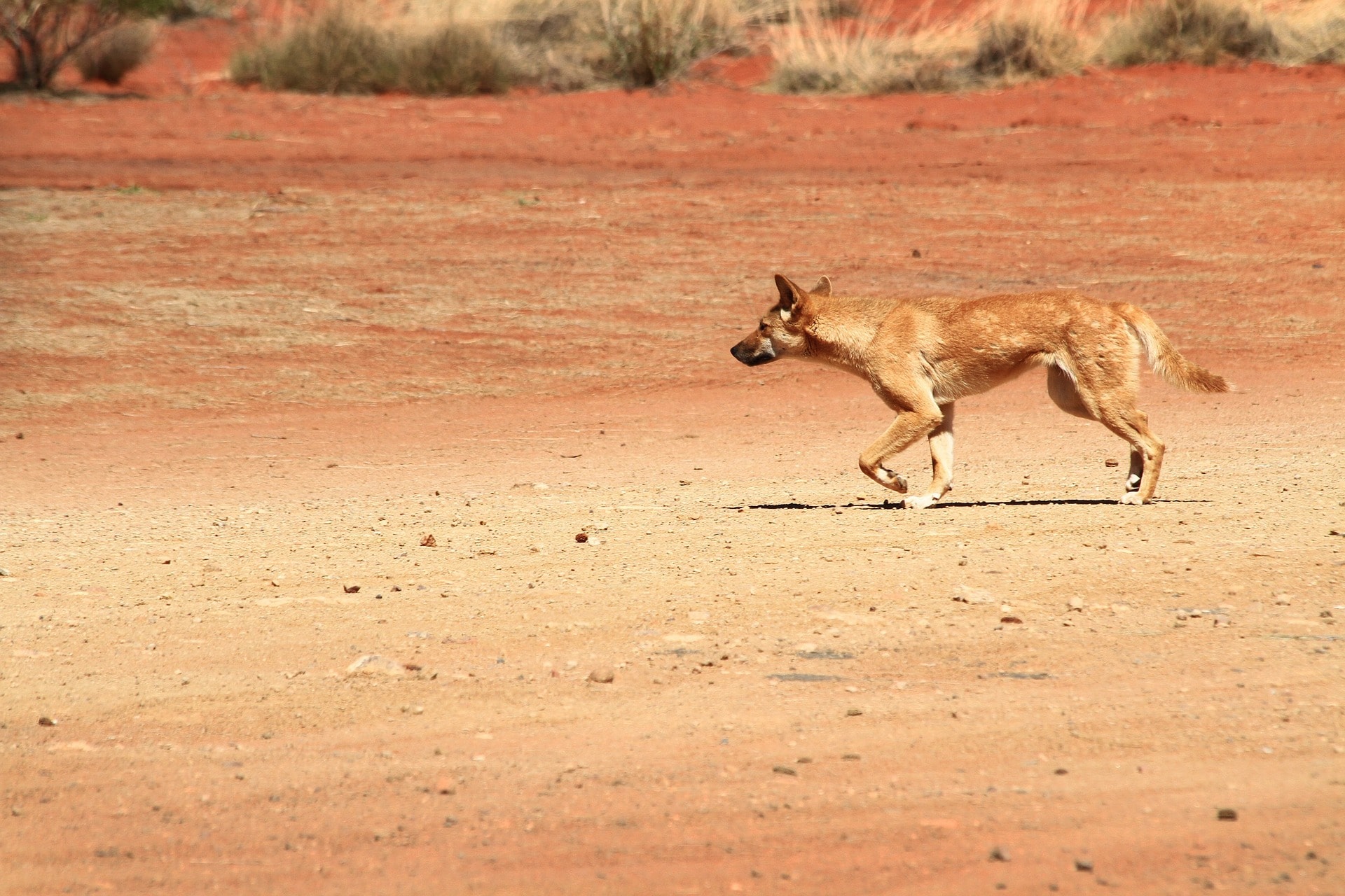 do-dingoes-eat-babies-the-story-behind-a-dingo-ate-my-baby