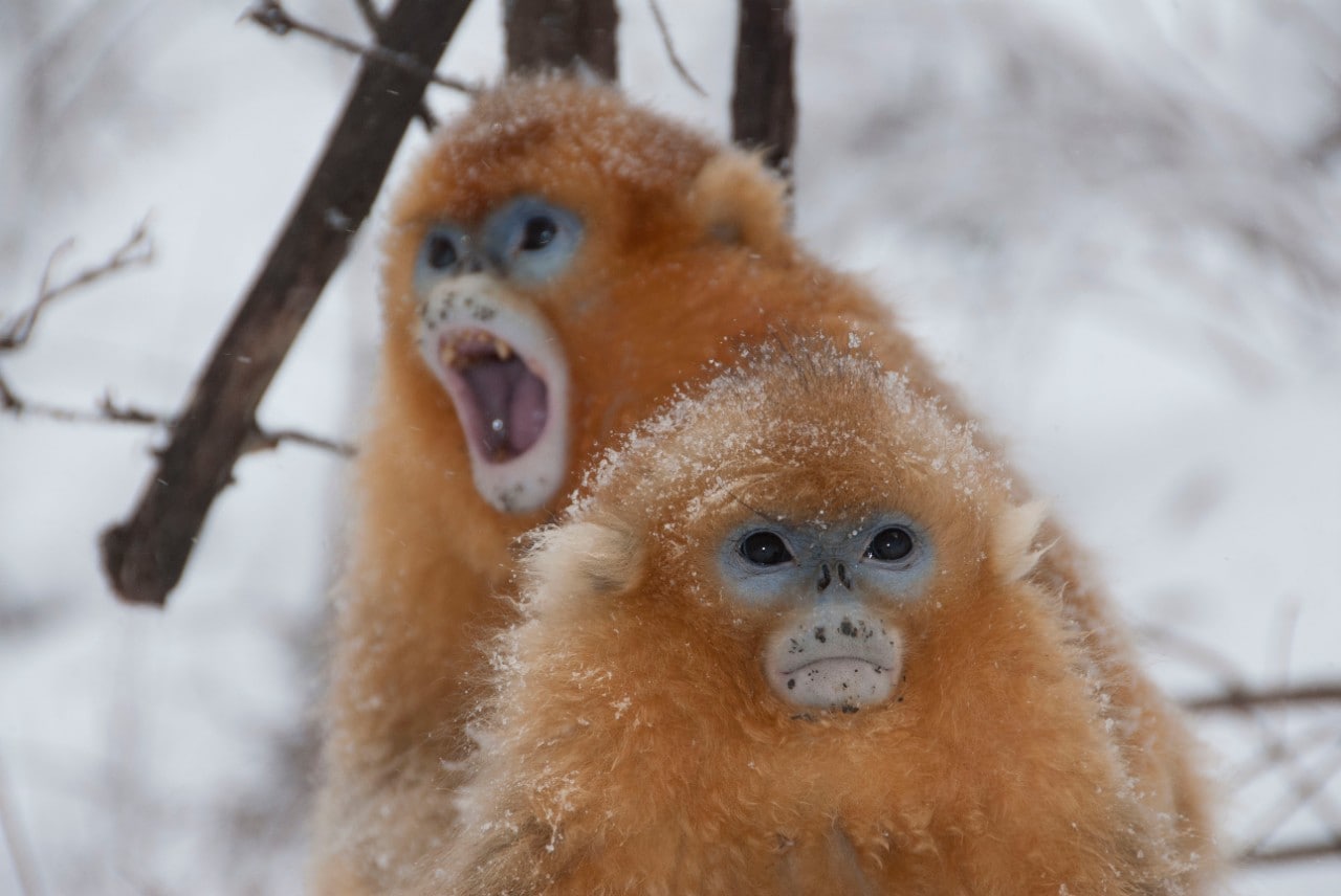 Golden snub-nosed monkeys in winter, in China’s Quinling mountains