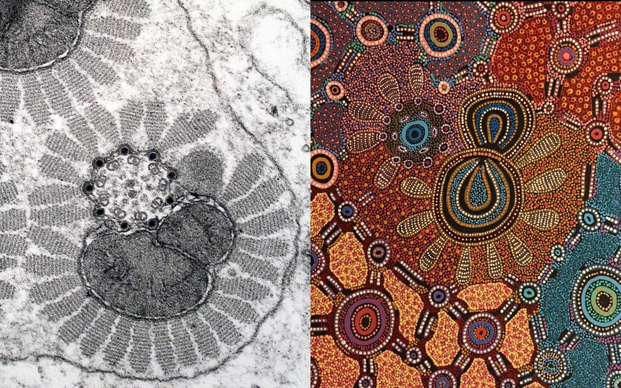 Microscopy image of moth sperm (left) by Greg Rouse and Witchetty Grub Dreaming by Yuendumu artist Jennifer Napaljarri Lewis.