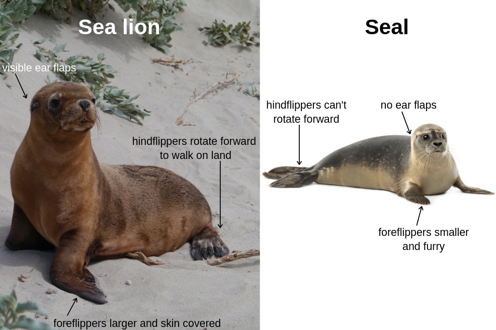 Sea lion compared to a seal showing differences