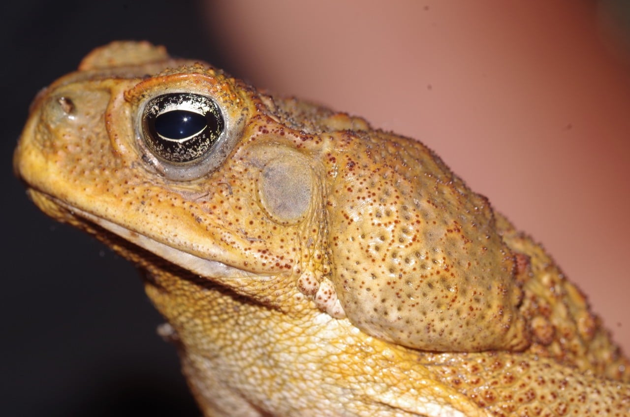 close up on a cane toad's face