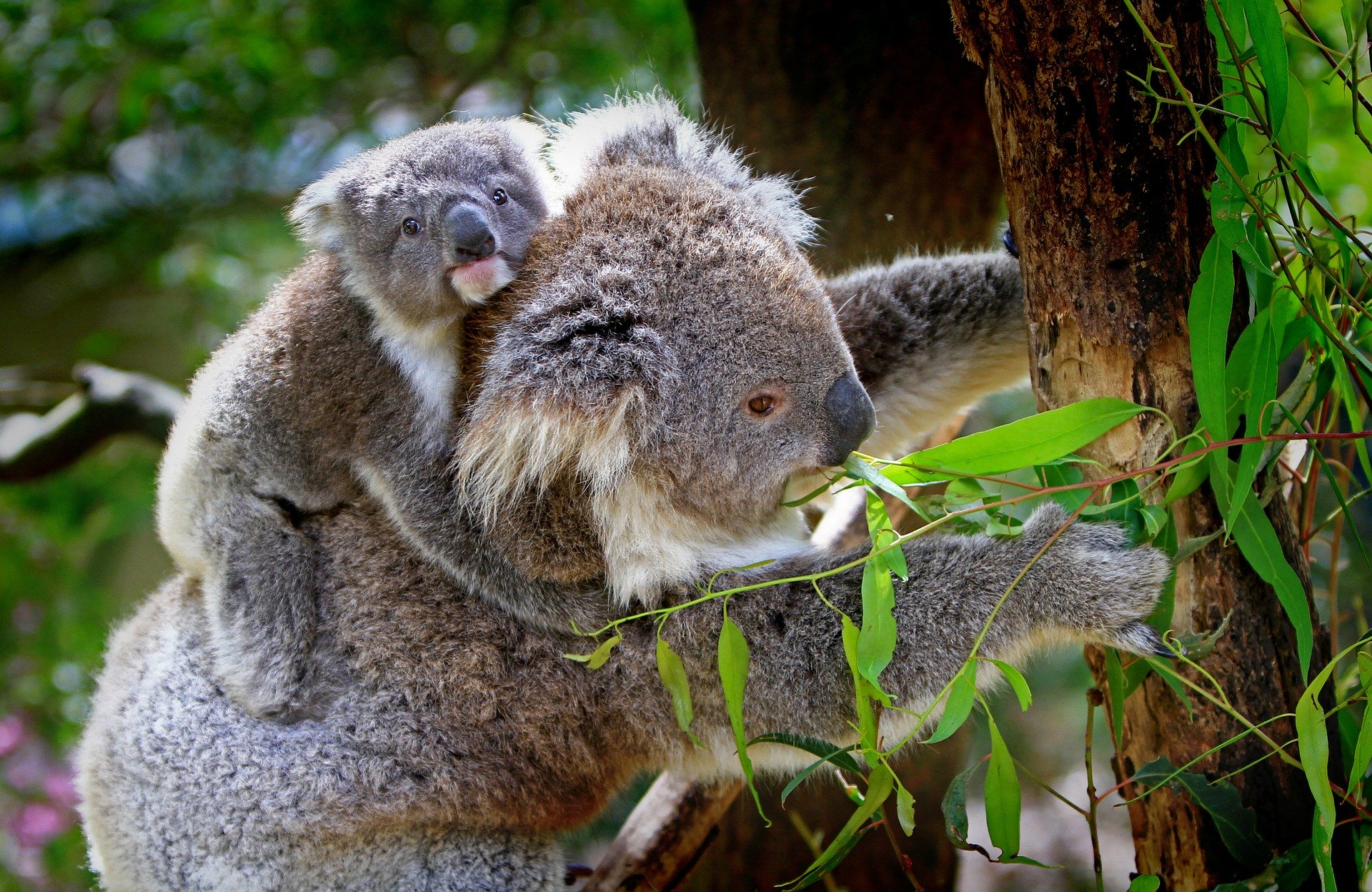 Koalas are now 'functionally extinct,' experts say