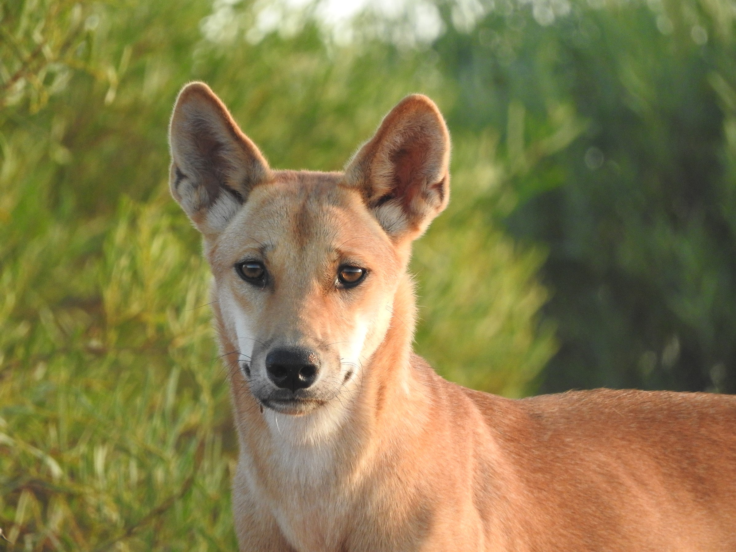 Dingoes have grown and pesticides might be to blame - The University of ...