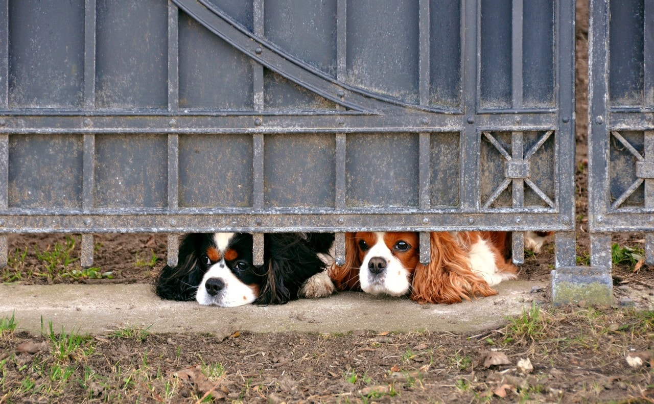 Photo of two dogs left alone with their noses pressed under the fence